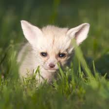 Maybe you would like to learn more about one of these? Bbc One Super Cute Animals Fennec Fox