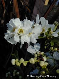 Image result for Exochorda