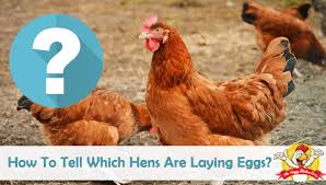 This is true of most birds, it doesn't How To Tell Which Hens Are Laying Eggs The Happy Chicken Coop