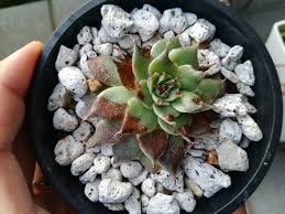 葉焼け多肉を復活させられるのか 100均多肉植物