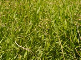 Image result for Isachne buettneri