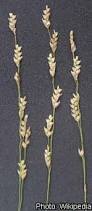 Image result for Eragrostis turgida