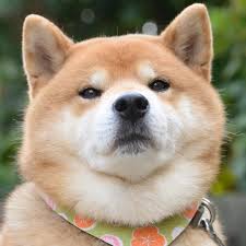 Doge background ·① download free cool wallpapers for desktop and mobile devices in any. Shiba Dog Animal Cute Funny Animals Shiba Inu Doge Cute Funny Animals
