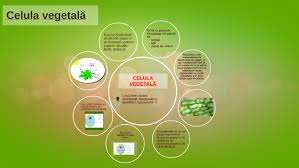 Celula Vegetală By Zlotu Oana