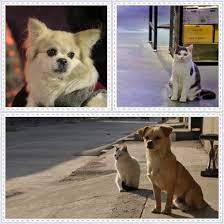 Aso Pusa Kaibig Ibig