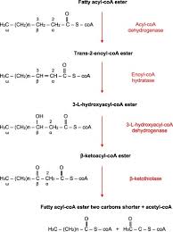 Mitochondrial B Oxidation Of Saturated Fatty Acids In Humans Sciencedirect