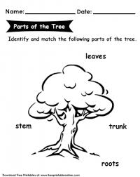 Tree coloring pages are a fun way for kids of all ages to develop creativity, focus, motor skills and color recognition. Parts Of The Tree Kids Worksheet