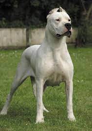 Meines wissens ist das kupieren in deutschland verboten. Dogo Argentino Ist Das Ohren Kopieren Bei Listenhunden Noch Erlaubt Hund Traurig Erfahrungen