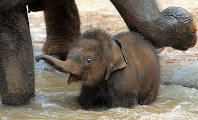 Pin On Elephants