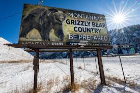 Image result for Ursinia montana