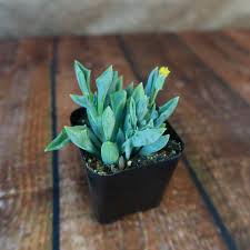 Image result for Senecio hadiensis