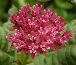 Image result for Asclepias buchwaldii