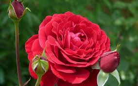 40,000+ rose images & pictures. Flower Love Roses Beautiful Red Rose Wallpaper 2560x1600 1095602 Wallpaperup