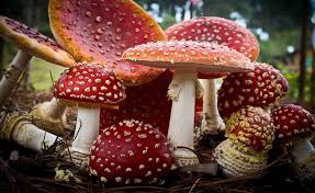 Ciuperca de pădure, ciuperci comestibile 0 comentarii. Vocea Biz Cum AratÄ Ciupercile OtrÄvitoare Èi Cum Se Deosebesc De Cele Comestibile Foto Vocea Biz