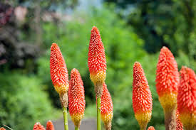 Image result for Kniphofia