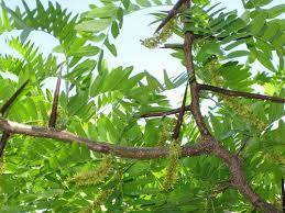 The black locust tree typically flowers heavily, and this is one of the things that makes the tree so popular as an ornamental. Honeylocustspine2 Edible Wild Plants Honey Locust Wild Plants