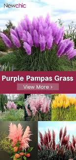 200pcs Pampas Grass Magic Garden Semillas Plantas Ornamentales En Macetas Cortaderia Selloana Bonsai 200pcs Garden Grass In 2020 Garden Seeds Plants Pampas Grass