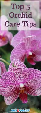 They make excellent accent plantings to nearly any home décor. 5 Tips To Taking Care Of Orchids In Your Home Life S Dirty Clean Easy