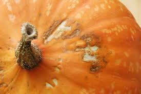 Can you eat moldy zucchini. Rot In Stored Winter Squash Rural Dreams