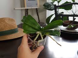 Image result for Aerangis kotschyana