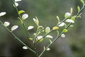 Image result for Osyridicarpos