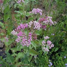 Image result for Pluchea