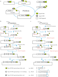 a seamless and iterative dna assembly method named ps brick