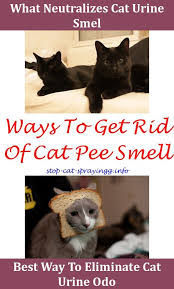 Cat Peeing Prevention Cat Pee Smell Male Cat Spraying Cat Spray