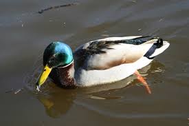 A gullible or easily fooled person; What Is A Duck Answered Twinkl Teaching Wiki
