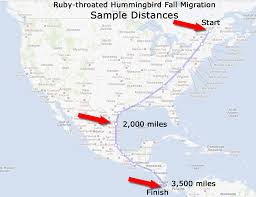 Ruby Throated Hummingbird Migration This Map Was Recently
