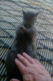 Doing so can help determine if the lump is a benign tumor or a malignant cancer. Cat With Lady Lumps On Her Back Cat Skin Neck Cats