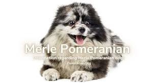 Boutique puppies breeds and offers high quality pomeranian puppies for sale. Merle Pomeranian Dog Information