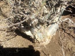 Image result for Sporobolus mildbraedii