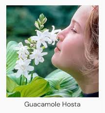 Do I need to cover my Hostas?