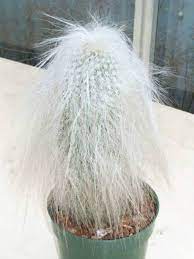 It means that you can use and modify it for your personal and commercial projects. Cephalocereus Senilis Old Man Cactus World Of Succulents Cactus Plants Cactus House Plants Cacti And Succulents
