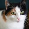 Blue Cream Dilute Tortoiseshell Cat
