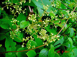 Image result for Tetracera