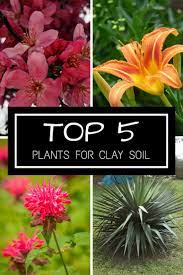 This leafy beet relative grows in the cool fall and spring seasons in most u.s. Top 5 Plants For Clay Soil Gardening Know How S Blog