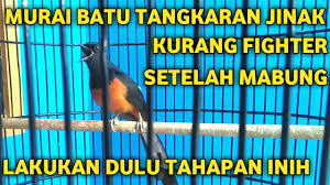 Berikan di cepuk yang sama dengan voer yang biasa digunakan tanpa diaduk, jadikan sebagai topping diatas voer harian. Cara Merawat Murai Batu Setelah Mabung Agar Cepat Gacor Youtube