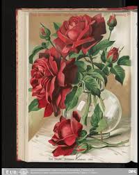 Rosen Zeitung Organ Des Vereins Deutscher Rosenfreunde 1906 P Lambert Free Download Borrow And Streaming Internet Archive Rose Art Red Pictures Red Roses