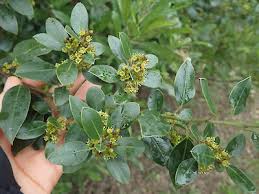 Image result for Rhamnus staddo