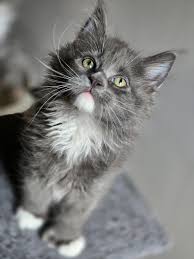 Some very black kittens. They are very cool, little black panthers 🥰