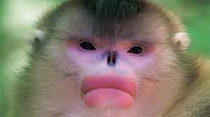 Nature | Mystery Monkeys Of Shangri-La | Season 33 | Episode 14 | Pbs