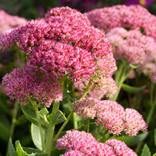 Image result for Sedum