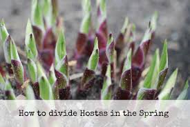 When to split and transplant hostas? How To Divide Hostas Dengarden