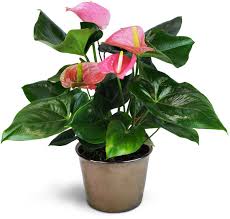 Check spelling or type a new query. Pink Anthurium Plant Anthurium Plant Anthurium Flower Anthurium