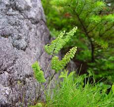 Image result for Adiantum poiretii