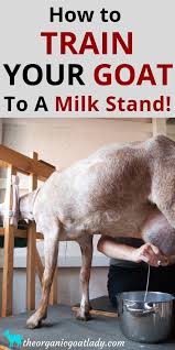 How To Train A Goat To A Milk Stand The Organic Goat Lady Raising Goats Goat Farming Goat Care