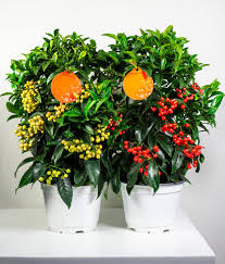 Image result for Ardisia