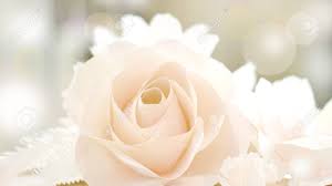Free white rose wallpapers and white rose backgrounds for your computer desktop. White Rose Flower Wedding Valentine Background Stock Photo Picture And Royalty Free Image Image 33034842